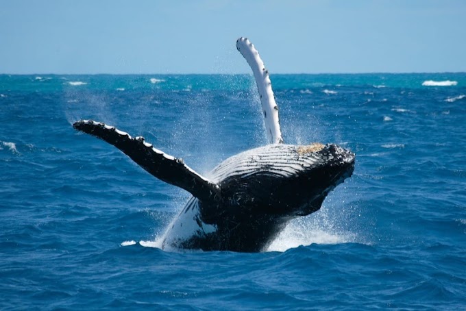 Turismo/ Isla Secas/ Panamá Uno de los mejores lugares del planeta para ver ballenas