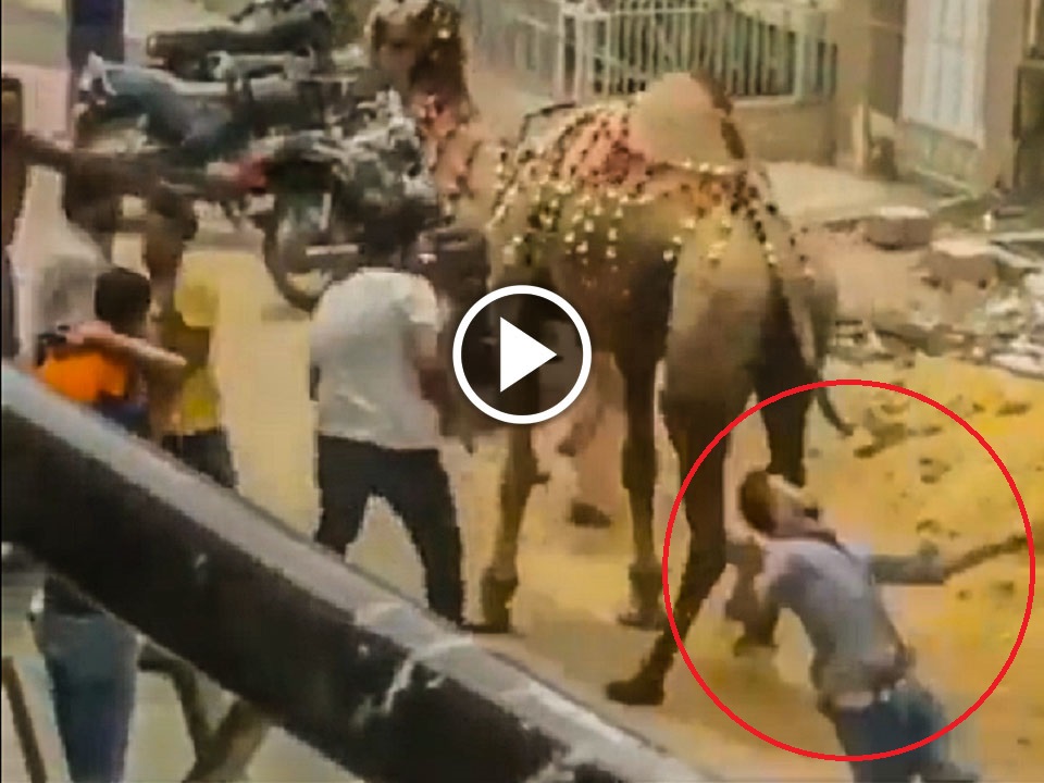 This man tries to hit Camel in a viral video