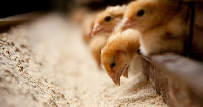 Poultry feed is used all over the world, especially in regions such as the US, UK, Italy, and Singapore.