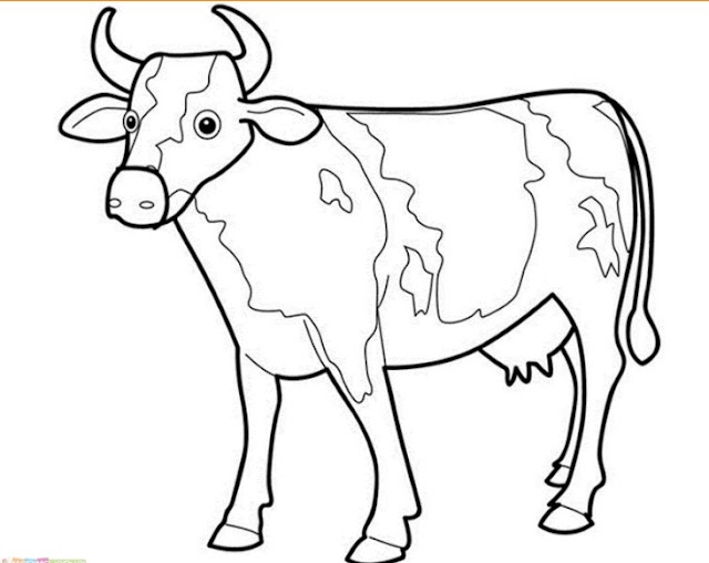 cow pictures for kids