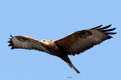 Long-legged Buzzard