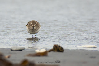 Wildlifefotografie Helgoland Düne Meerstrandläufer Alpenstrandläufer