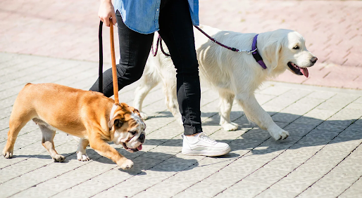 professional dog walkers in Brooklyn