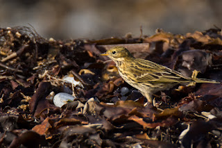 Wildlifefotografie Helgoland Düne Wiesenpieper