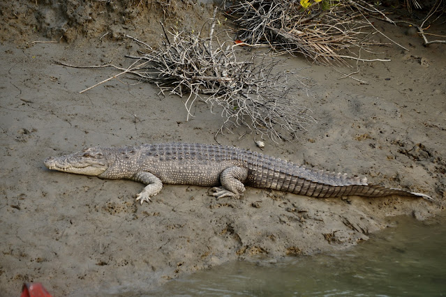 Saltwater Crocodile: Dragons of the Sundarbans