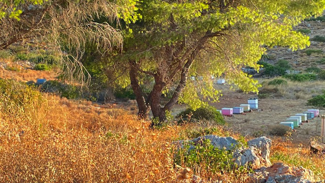 Σεμινάριο Μελισσοκομίας στα Κύθηρα