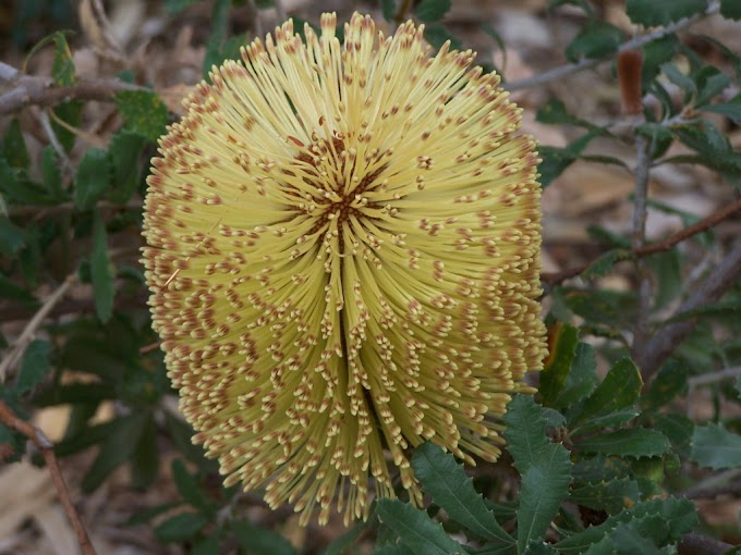 Cvijeće Banksia (australski orlovi nokti) Vrtno Cvijeće Za Kuću