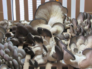 Mushroom cultivation training by government in Maharashtra.