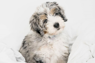 Bernedoodle puppies New Jersey