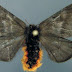 Mariposa apontada como causa de surto de coceira em PE, existe em todo o Brasil; saiba mais sobre o inseto