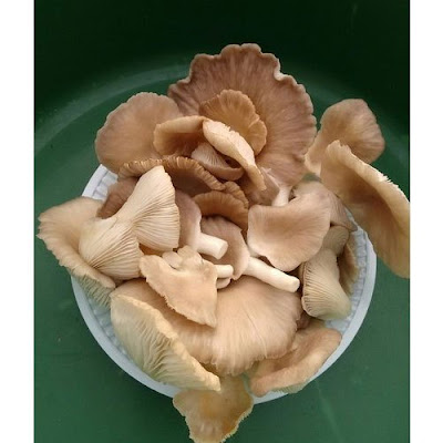 Mushroom Supplier in Brunei Darussalam