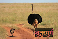 Ostrich bird in hindi