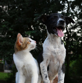 A dog and cat pose for the camera in a post about countering misinformation.
