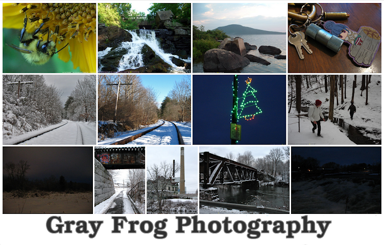 Gray Frog Photography
