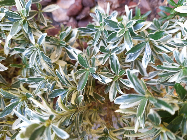 Euonymus japonicus ‘Mycrophyllus Albovariegatus’.