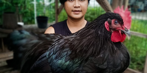Jersey Black Giant Chicken (Gallus gallus domesticus)