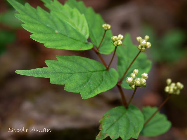 Elatostema umbellatum