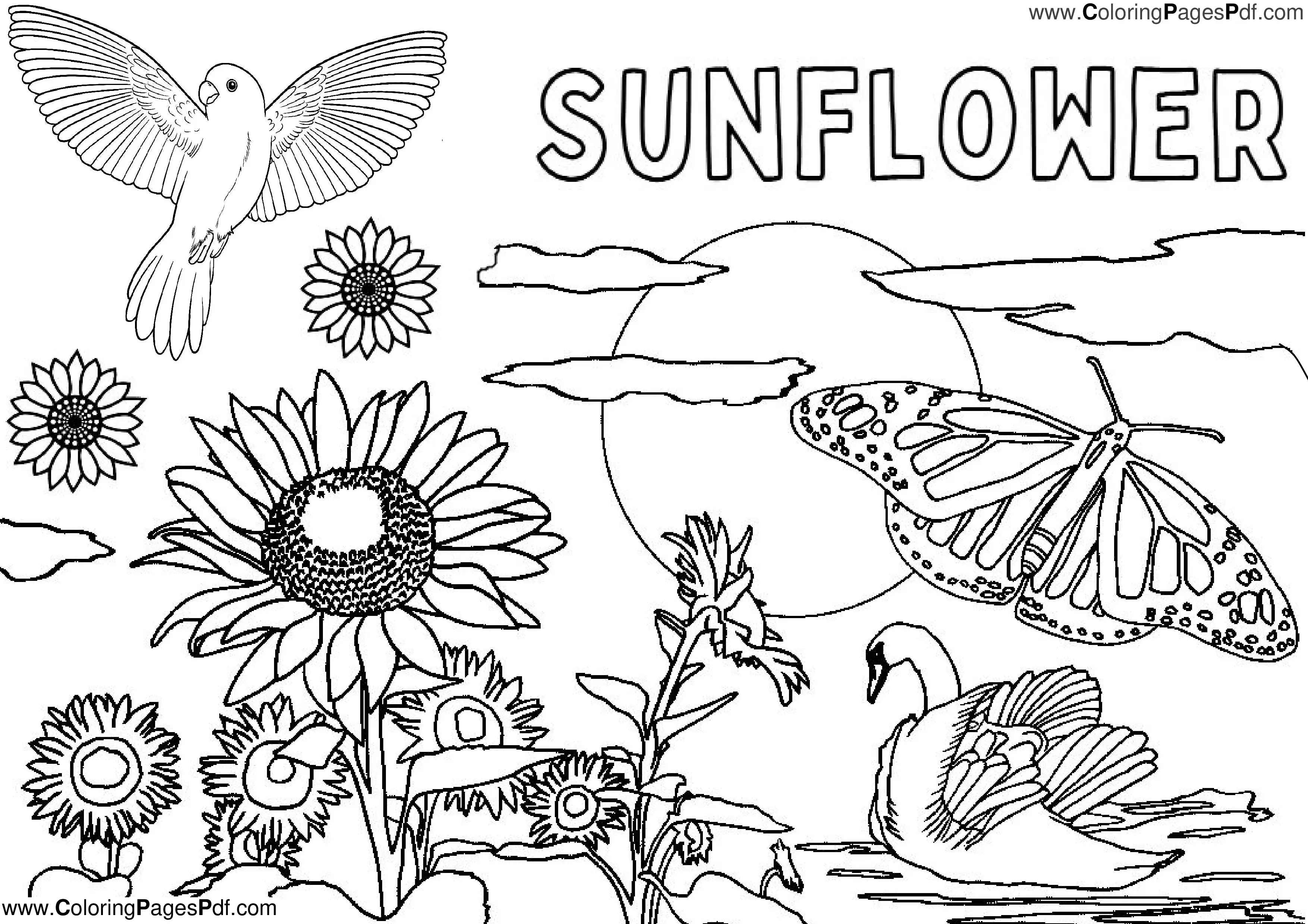 Best sunflower coloring pages