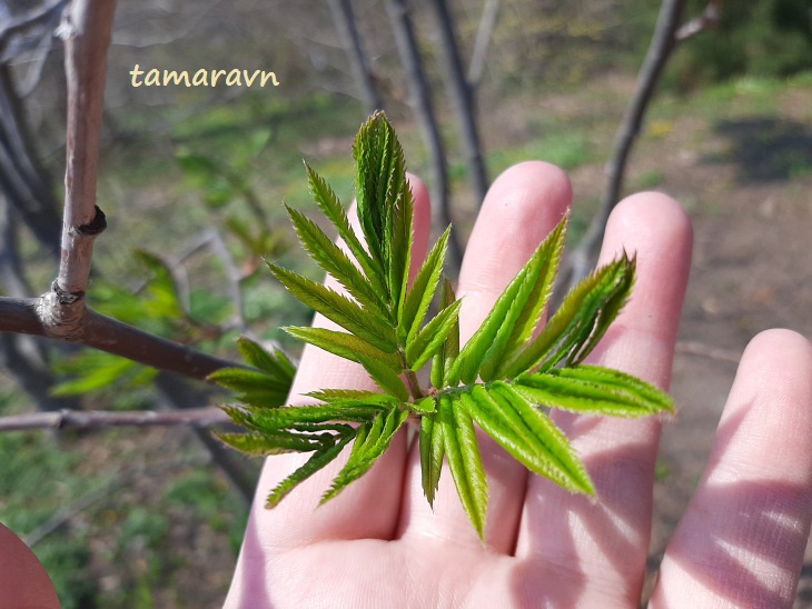 Рябина амурская / Рябина похуашаньская (Sorbus amurensis, =Sorbus pohuashanensis)