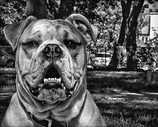 Dozer by The Learning Curve Photography
