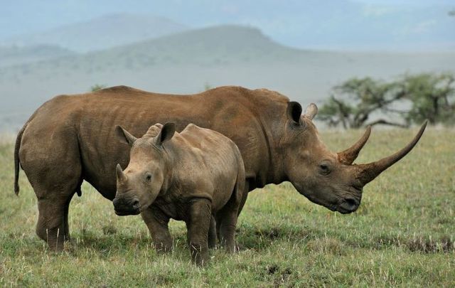 A estúpida caça ao rinoceronte pelo seu chifre