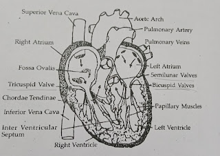 cardiac surgical name of the list