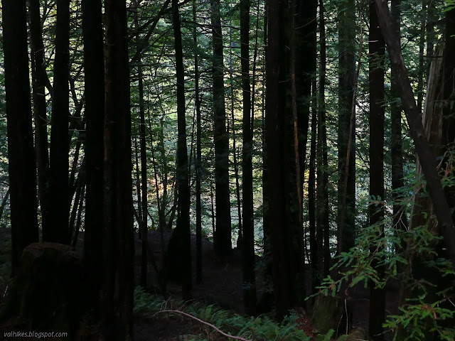 64: slits through the trees to yellows
