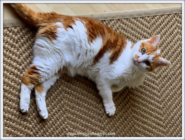 Book Reviews with Amber #178 ©BionicBasil® Amber Reclining on the Kitchen Rug