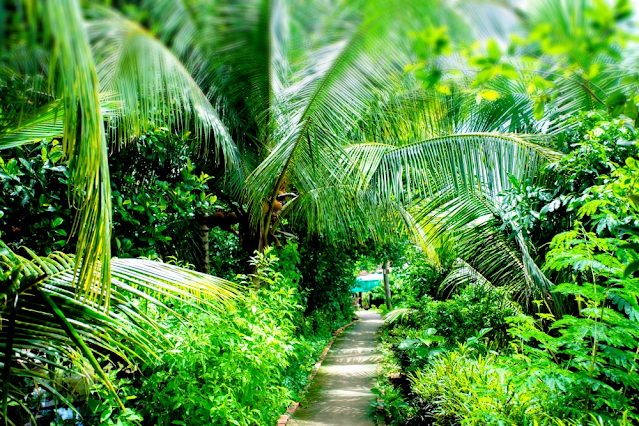 Con Son Islet in Can Tho, 900000 Mekong Delta, Vietnam ⭐ Places to visit | Things to do ⏰ hours, address, direction, map, photos,☎️ phone, reviews.