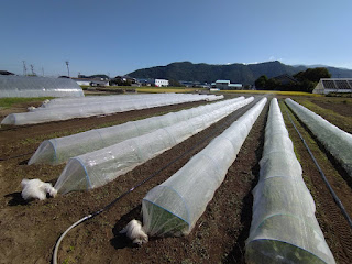 【20211003】秋冬野菜の準備が整いつつある畑