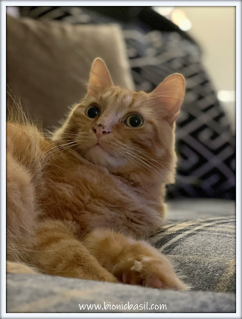 Fudge's Startled Selfie, startled ginger cat,