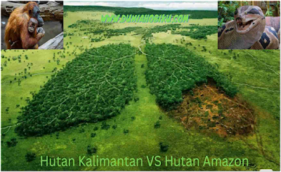hutan kalimantan vs hutan amazon