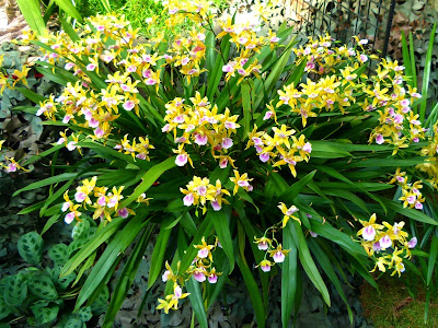 Miltonia binotii - Binot's Miltonia care