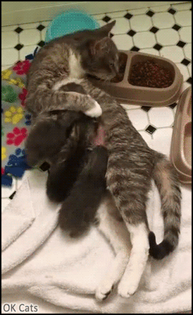 Funny Cat GIF •  Mama Cat eating treats lying on the floor and breastfeeding her 3 kitties haha [ok-cats-gifs.com]