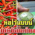 เคล็ดลับการเก็บมะนาว พริก ให้สดใหม่ เก็บไว้กินได้เป็นปี