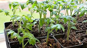 Seedlings after about 6 weeks.