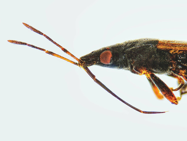 Acompocoris alpinus rostrum