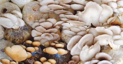 Start Mushroom Farming in Botswana