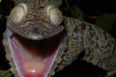 O Axolotl é uma espécie de salamandra mexicana que não se desenvolve. O nome é de origem asteca e significa monstro aquático.