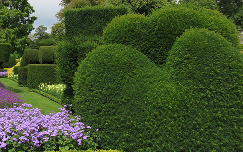 Buxus species for your alpharetta georgia garden