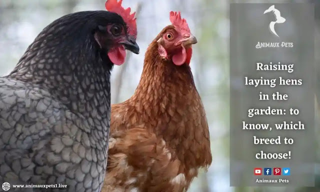 Raising laying hens in the garden: to know, which breed to choose!