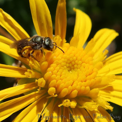 Little bee on Euryops