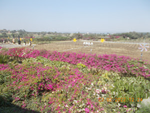 Sula Vineyards