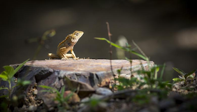 Biblical Meaning of Lizards in Dreams