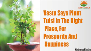 Vastu Says Plant Tulsi In The Right Place, For Prosperity And Happiness