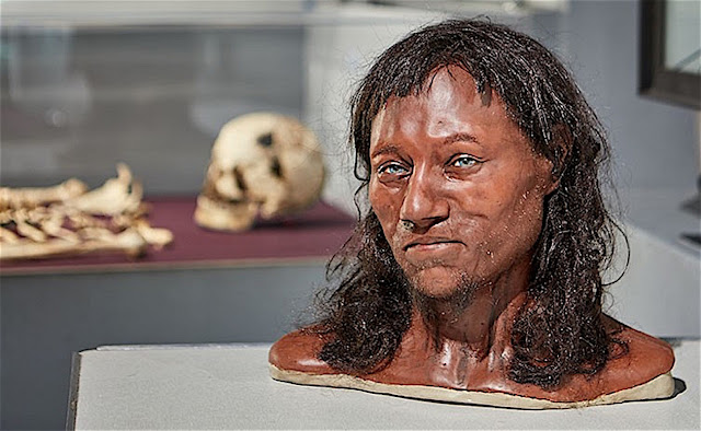 Реконструкция лица человека из Чеддера перед его скелетом. Оба выставлены в галерее «Эволюция человека» Музея
