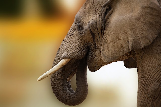 O massacre de elefantes devido o marfim