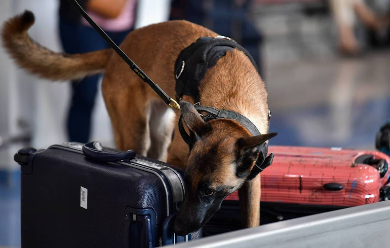 Sniffer Dogs Investigation