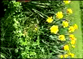 Daffodil flowers at tree