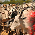 Northern Cattle Traders To Boycott South-East Markets In Response To IPOB’s Ban On Beef